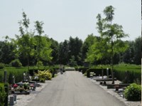 Hoofdpad in 2013: bomen aangeplant voorgestelde maatregel uitgevoerd uit beheerplan gemeentelijke begraafplaatsen Tiel.