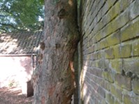 Bomen langs muur