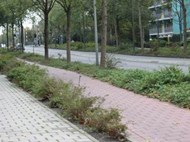 Beter te beheren openbaar groen in Purmerend. Buiten de Perken adviesbureau groenbeleid en groenbeheer.