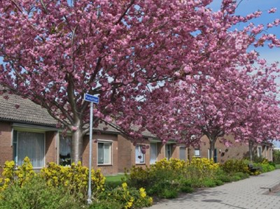 Groenbeheerplan Nieuwkoop. Buiten de Perken adviesbureau groenbeleid en groenbeheer. Quickscan beeldkwaliteit