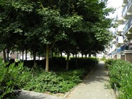 Advies bomen. Buiten de Perken, adviesbureau groenbeheer, groenbeleid, bomenbeheer, bomenbeleid.