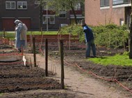 Moestuin voormalig gazon in Amsterdam Noord, Hilversumstraat. Buiten de Perken, adviesbureau stedelijk gebied, groenbeleid, groenbeheer en onderhoud.